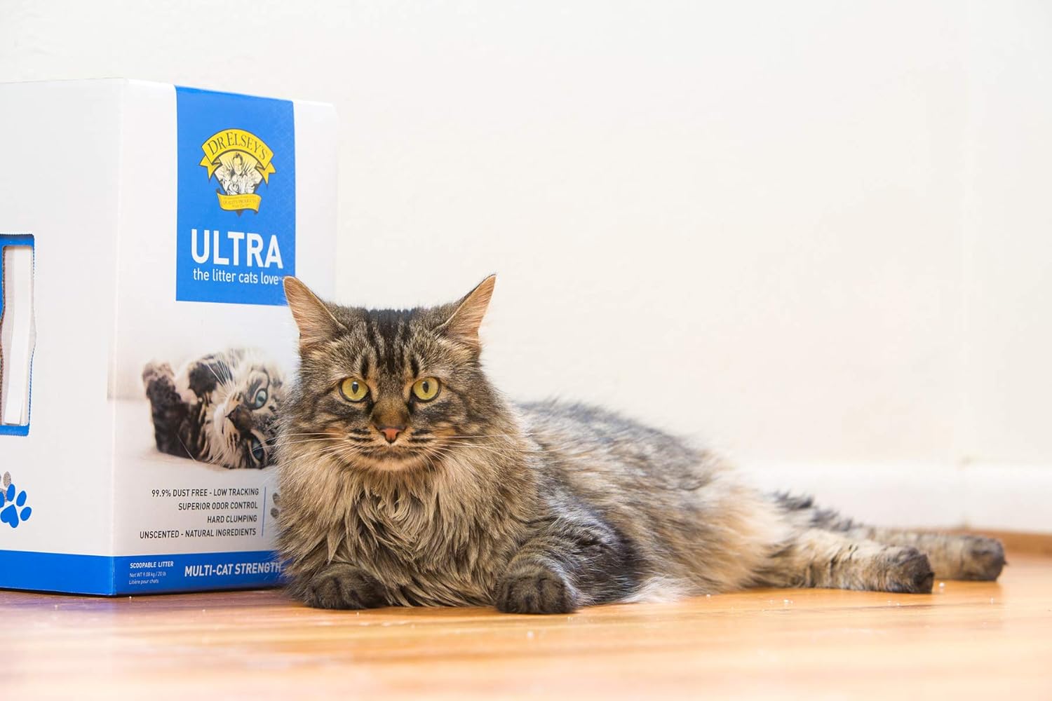 Best Cat Litter 6