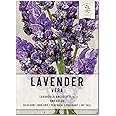 Seed Needs, Lavender Seeds True English Vera- 2,500 Seeds for Planting Lavandula angustifolia - Untreated & Non-GMO Fragrant Herbs for an Outdoor Garden (1 Pack)