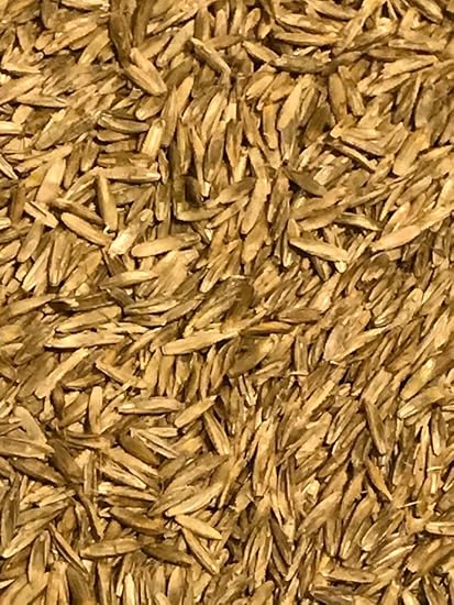 Amazon Com Annual Ryegrass Seed 5 Lbs Tetraploid Garden
