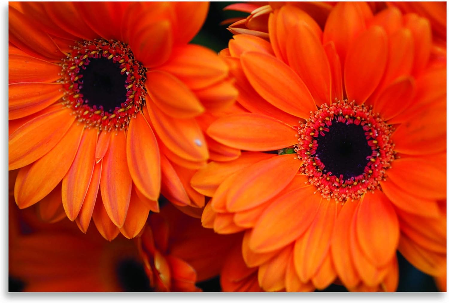 Photographs - Gango Home Décor Orange Gerbera Daisies, Fine Art Photograph by: Erin Berzel; One 36x24in Fine Art Paper Giclee Print