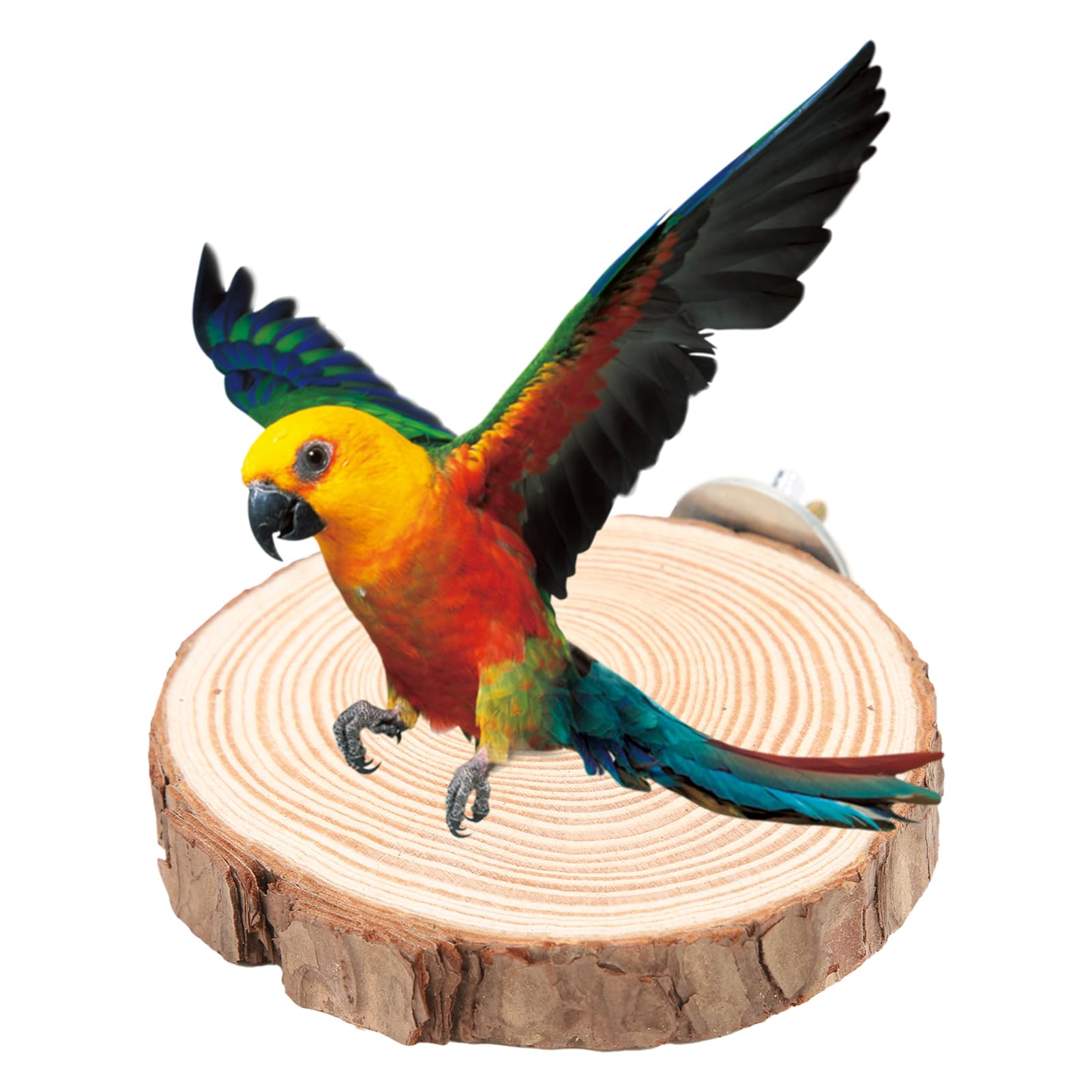 Round Wooden Springboard Parrot Perches Stand Toy Bird Parrot Perch Platform for Small Parakeets Cockatiels Hamster(10cm)