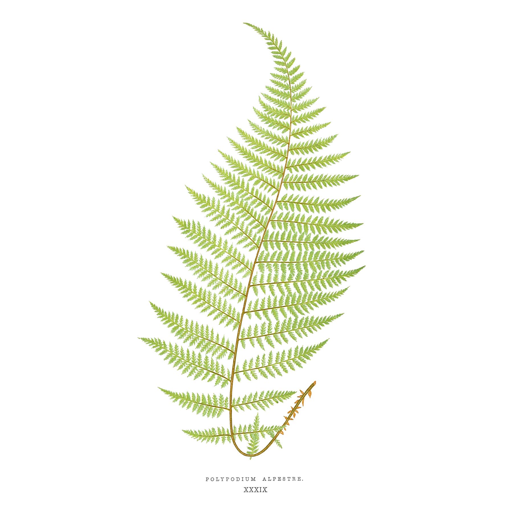 Wee Blue Coo Fern Polypodium Alpestre Large Wall Art Print Canvas Premium Poster
