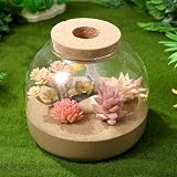 Glass Terrarium Succulent Plant House with LED Lights view 3