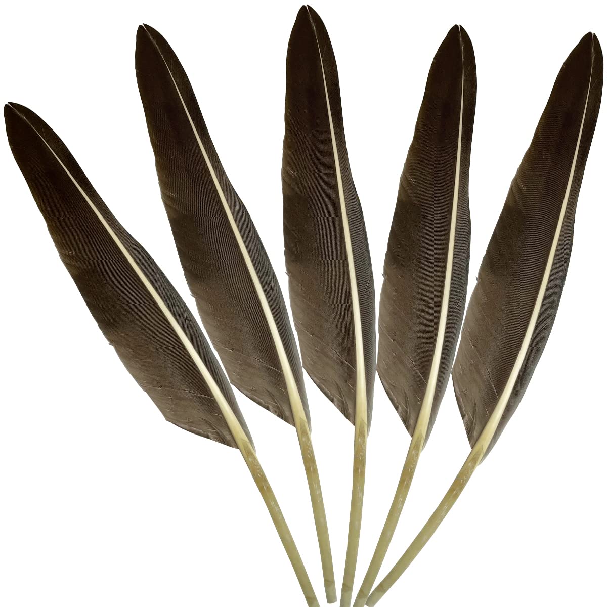 LWINGFLYER 25pcs 10"-12" Long Goose Feathers Quill