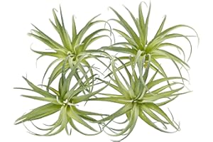 KMOATIM Fake Artificial Tillandsia Air Plants, 4pcs Flocked Green Faux Bromeliads for Home Decor Realistic Stems (Medium)