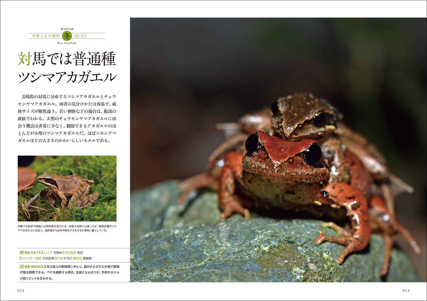 日本の爬虫類 両生類 野外観察図鑑 フィールドワーク 採集 飼育 撮影に役立つ 宣広 川添 本 通販 Amazon