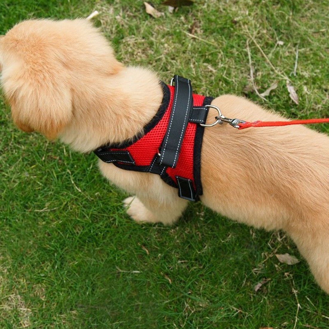 Шлейка faloria. Защитный воротник kruuse buster comfort collar 10 см. Шлейка халти. Шлейка ездовая на курцхаара. Намордник тренировочный trixie.