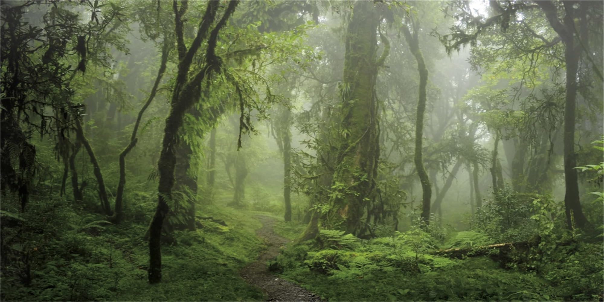 MIRRORANG 180x46cm Foggy Forest Terrarium Background Stone Green Tree Reptile Habitat Background Tropical Rainforest Aquarium Background Durable Vinyl Background