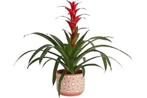 Costa Farms Bromeliad, Flowering Live Indoor Plant in Modern Flower Pot, Houseplant with Flowers in Potting Soil, Grower's Choice, New House Gift, Home or Room Decor, 20-Inches Tall
