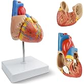 NEW HORIZON 2-Parts Life Size Human Heart Anatomical Model,Number Manual | 48 Accurate Numbered Structures Cardiac, Magnets, Display Base, Classroom Cardiology Resuscitation mannequins