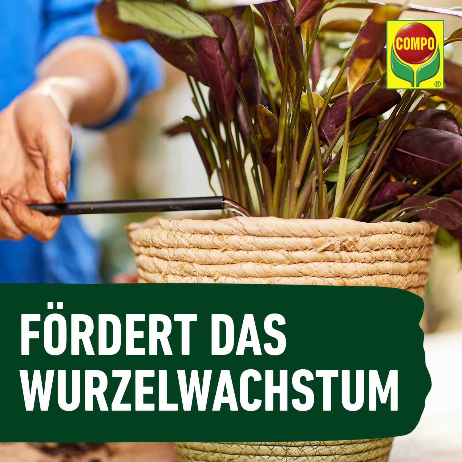 COMPO Grünpflanzendünger und Palmendünger – Spezial-Flüssigdünger für alle Zimmer-, Balkon- und Terrassenpflanzen – 1 Liter 7