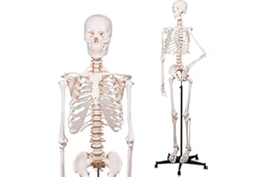 NLShan Human Skeleton Model for Anatomy -Life Size Anatomical Skeleton Medical Model with Nervous System 70.8 in with Rolling Stand for Study and Display Colorful Posters