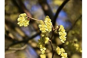 Greenwood Nursery: Live Shrub Plants - Spicebush + Lindera Benzoin - [Qty: 2X Quart Pots] - (Click for Other Available Plants/Quantities)