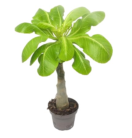 1 Hawaii Palme ungefähr 40 cm brighamia insignis Zimmerpflanze
