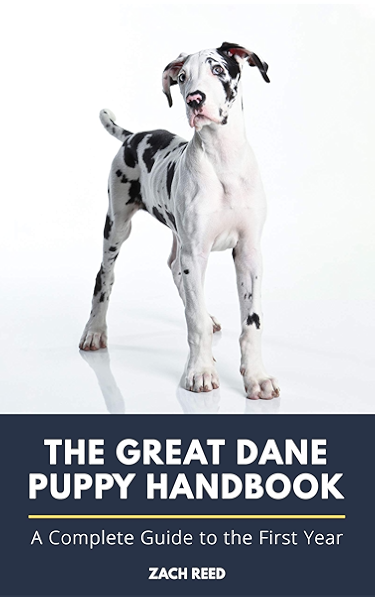 a new owner's guide to great danes