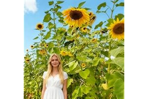 Giant Sunflower Seeds for Planting in Canada Heirloom Open Pollinated Sun Flower Seeds Helianthus Annuus