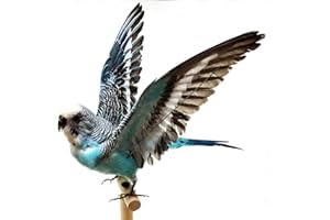 LACMOPYLE Real Parrot Specimen, Fly Budgerigar Taxidermy, Home Decoration Crafts Science Education (Blue Parrot)