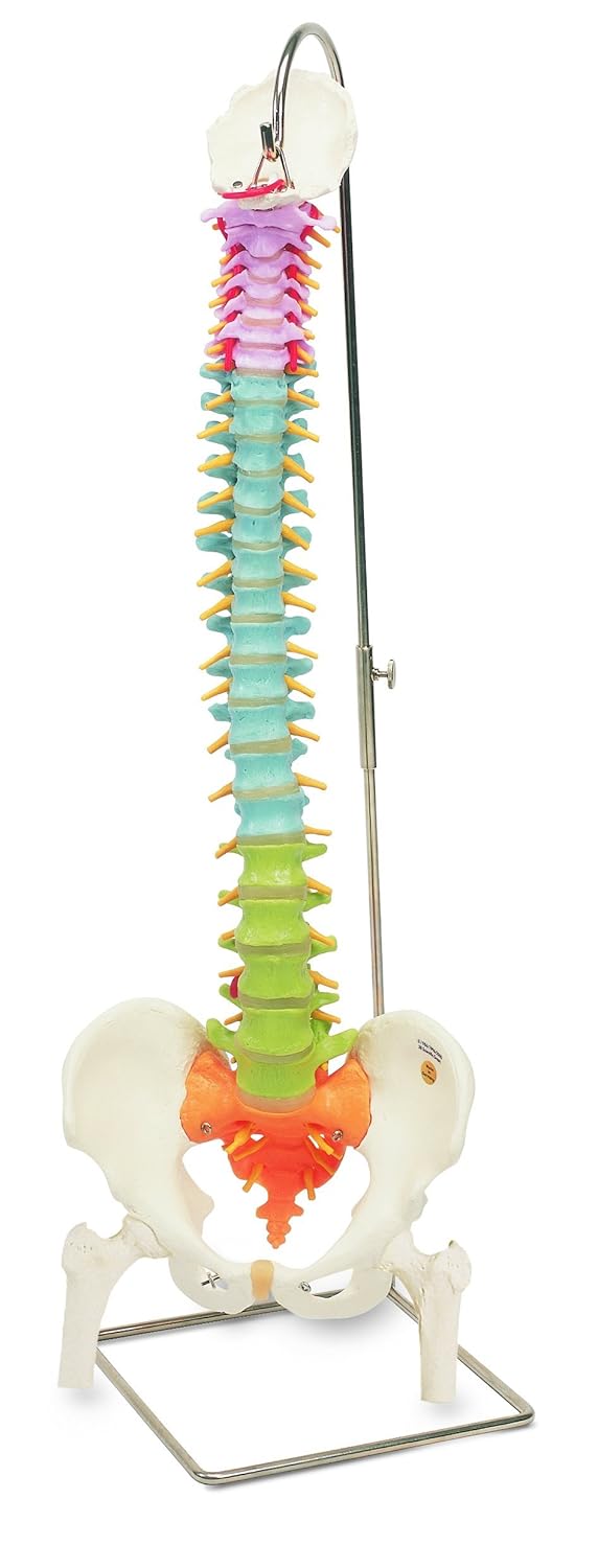 B007ncu9bs 大腿骨付き 脊柱可動型カラーモデル 大腿骨付 人体模型 再入荷