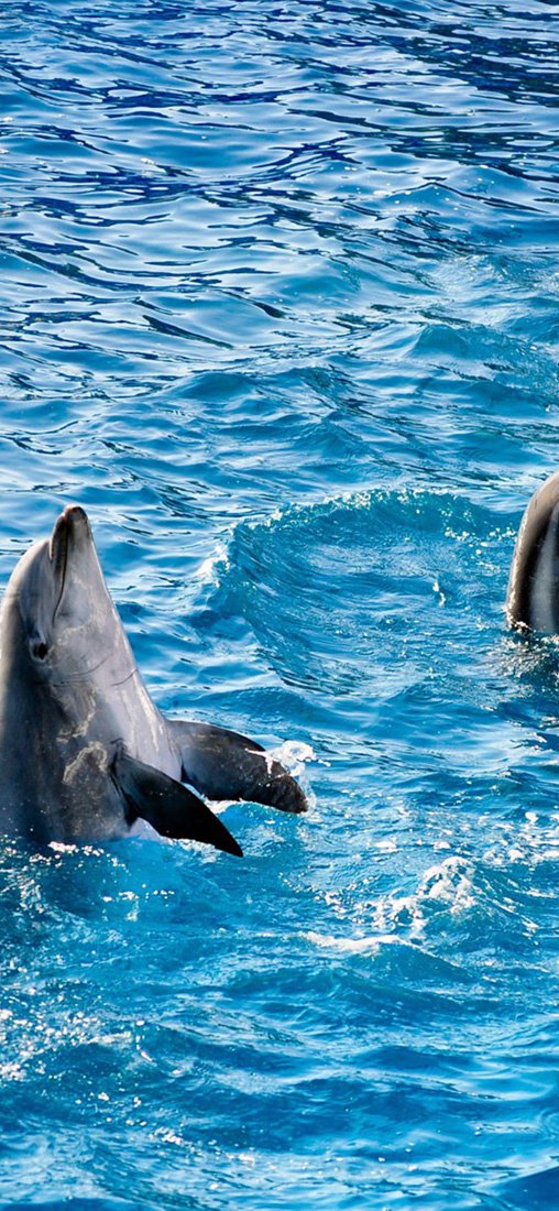 PeelitStickit Dolphin Underwater, Undersea Wall Murals ID-003, vinyl