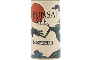 Bonsai Tree | Japanese Black Pine | Seed Grow Kit | The Jonsteen Company
