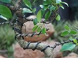 Grow A Bonsai Tree Anodized Aluminium Training Wire 5-Size Starter Set view 4