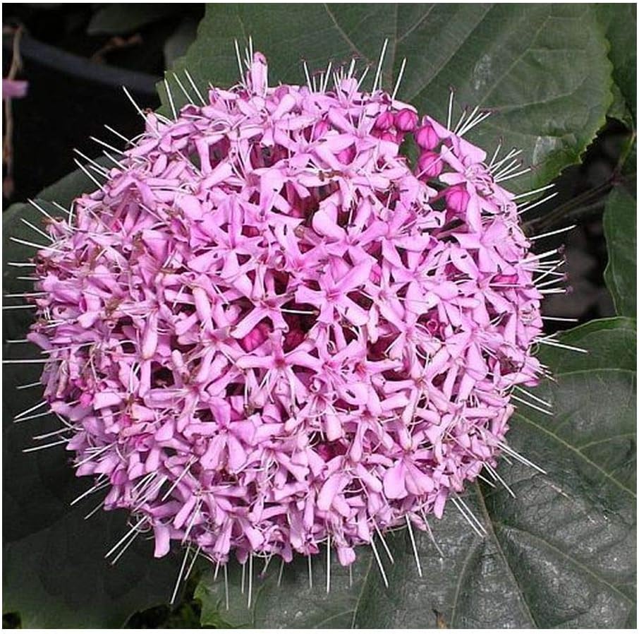 Amazon.com : Clerodendron bungei - rose glory bower - 10 seeds : Garden