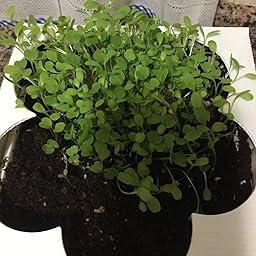 Huerto Urbano - Seed Box Kids - Batlle: Amazon.es: Jardín