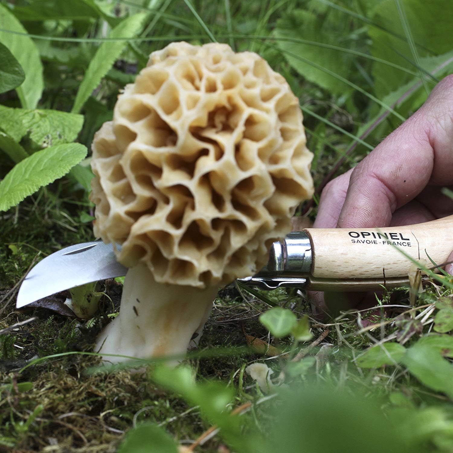 Opinel Stainless Steel Folding Mushroom Hunting Knife with Beechwood Handle : Hunting Folding Knives : Home Improvement