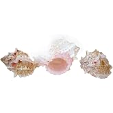 US Shell, 6 Piece, Pink Murex Sea Shell