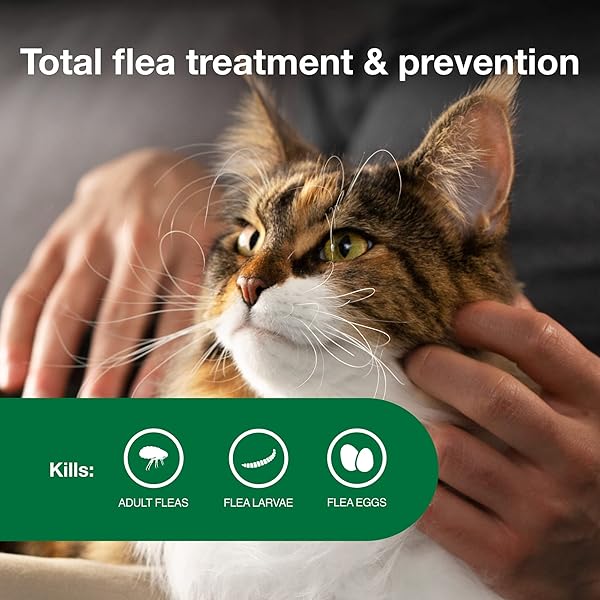 ADVANTAGE II LARGE CAT VET-RECOMMENDED FLEA TREATMENT & PREVENTION | CATS OVER 9 LBS. | 6-MONTH SUPPLY