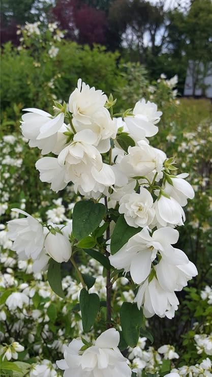 Gefullter Gartenjasmin Schneesturm 60 80cm Philadelphus Schneesturm Straucher Hecken
