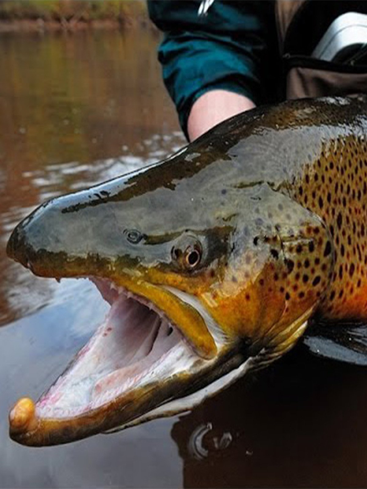 Watch How To Catch Trout With Lures Prime Video