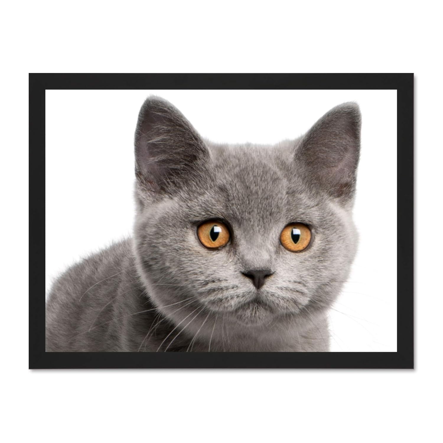 Wee Blue Coo British Shorthair Kitten Orange Eyes Photo Art Large