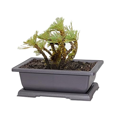 Towjaw 3pcs Bonsai Pots with Humidity Trays,Plastic Bonsai Tree Pot,Indoor  Decor Garden Yard,Plastic Bonsai Training Pots,9 Inch Bonsai Tree Pots Kit  in Kenya | Whizz Pots