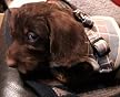 Hundegeschirr „No-Pull“ – Weich Gepolstert, Reflektierend, Mit Griff, Größe L, Verstellbar