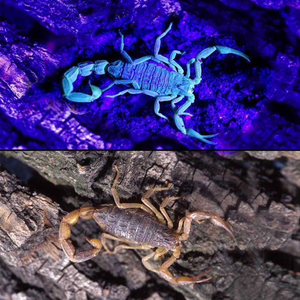 ICOCO Black Light for Pet Urine Detection ,51 LED UV Light Leak Detection Find Dry Stains on Carpets, Automotive Leak Detection or Scorpion Hunting (51 LED)