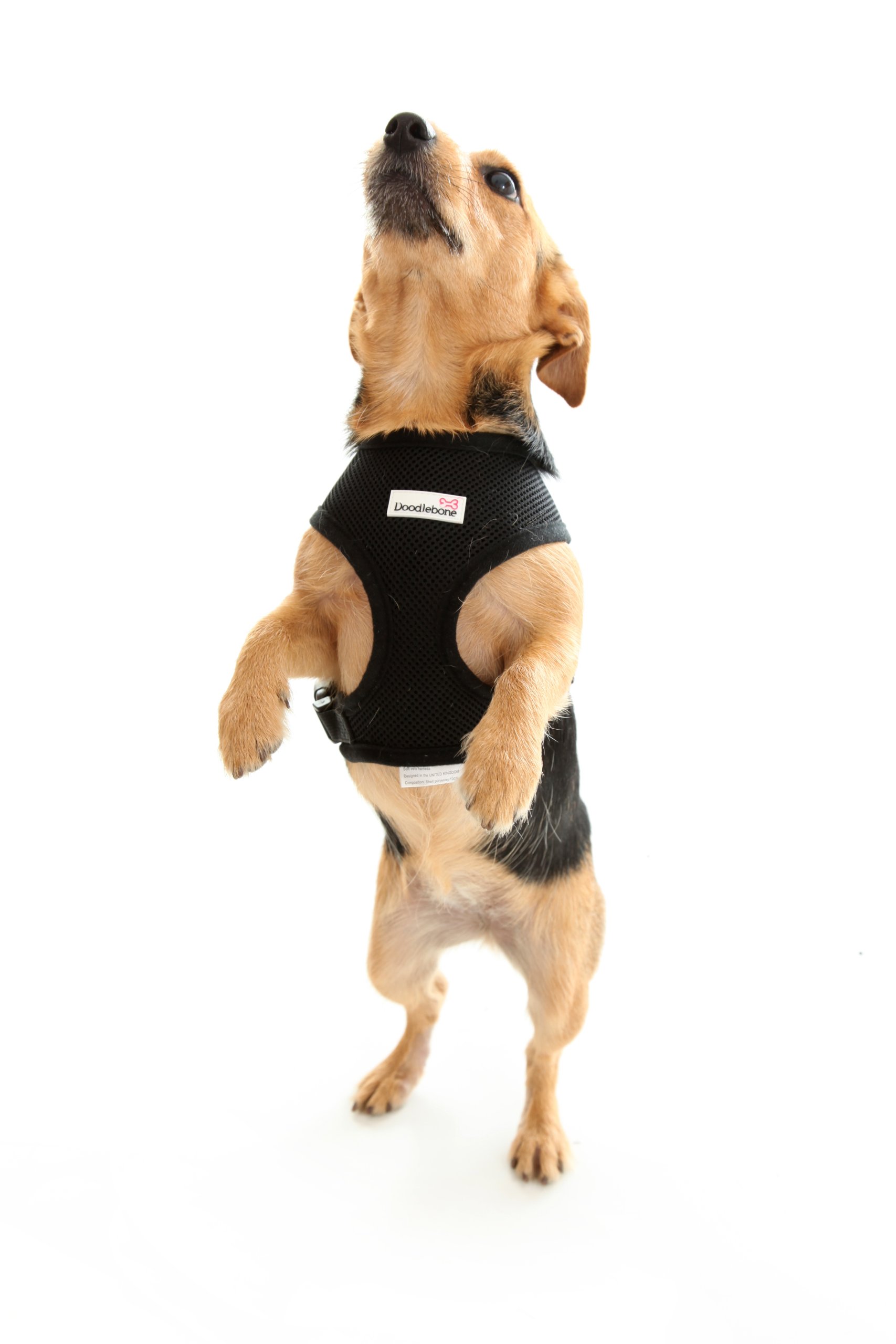 Doodlebone Airmesh Dog Harness | Padded Soft Breathable | Gentle On Dogs Necks to Help Avoid Bruising | Extra Small, Black