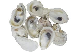 MOBY DICK SPECIALTIES The Shell Connection | Oyster Shells 2" - 3” | 24 Pieces