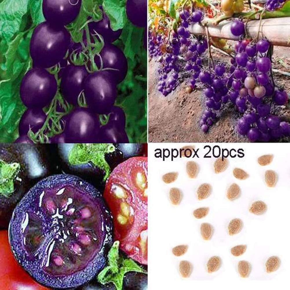 Purple Tomato Seed,Catkoo 20Pcs Garden Organic Heirloom Fruit Vegetable Plant Purple Cherry Tomato Seeds