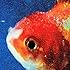 Big Fish