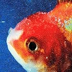 Big Fish Theory [Explicit]