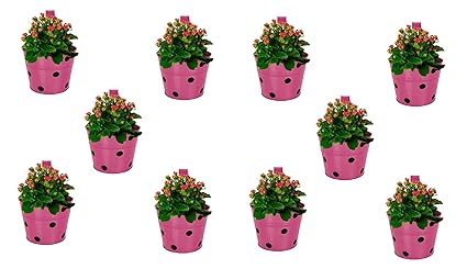 GARBNOIRE 6 Inch Metal Polka Dotted Round Railing Planters | Planter Pot with Hanger | Gamla | Hanging Planter Basket for Home and Balcony - (Single Purple, 10)