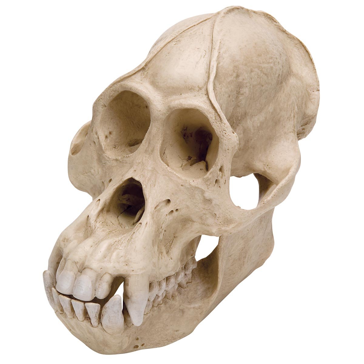 3B Scientific VP761/1 Orangutan Skull (Pongo Pygmaeus) Model, Male, Replica