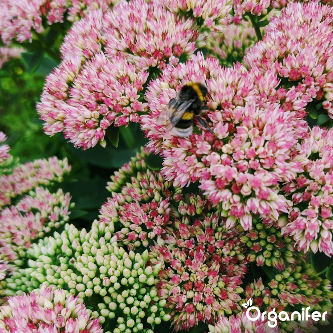 Dünger für Sedum und Dachbegrünung - 10 kg = 200 m2 - Langzeitdünger für Sedumdächer - Kräftiges Wachstum - Vorbeugung von kahlen Stellen - Mit Magnesium - NPK 9-2-7 - Organifer 9