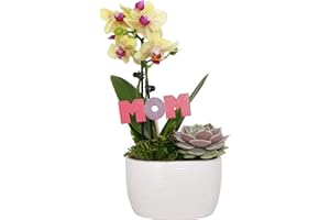 PLANTS & BLOOMS SHOP Mother’s Day Flower Planter S5069 with Yellow Orchid, Green Succulent, and Mom Pick in White Ceramic Pottery, Live Indoor Plant Decoration, Fresh Flowers, 4” Diameter, 9” Tall, Pink