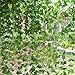 Rurality 192 Feet - 24 Artificial Ivy Garland Greenery Fake Green Vines with Leaves Decoration for Wedding Patio Fence