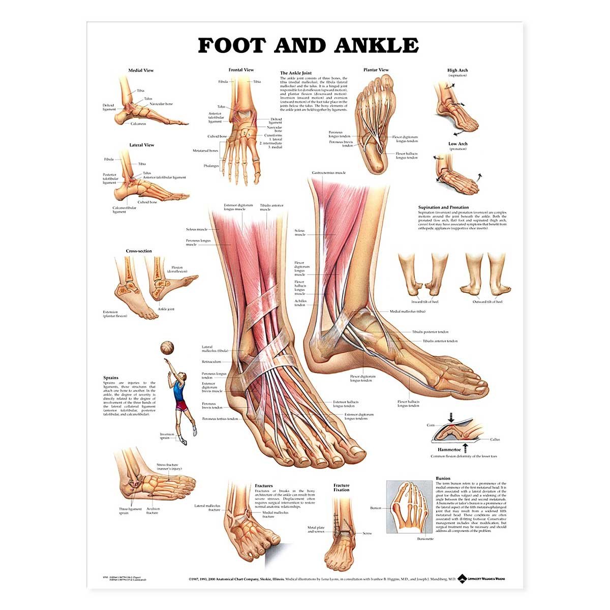 ACC Foot and Ankle