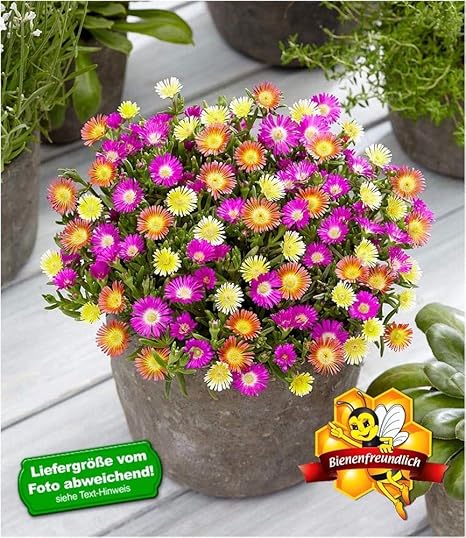 Baldur Garten Winterharte Eisblumen Summer Mix 3 Pflanzen Delosperma Amazon De Garten