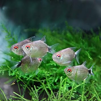 Amazon 熱帯魚 バルーンモンクホーシャ 約3cm 3匹 生体 観賞魚 水中生物 通販