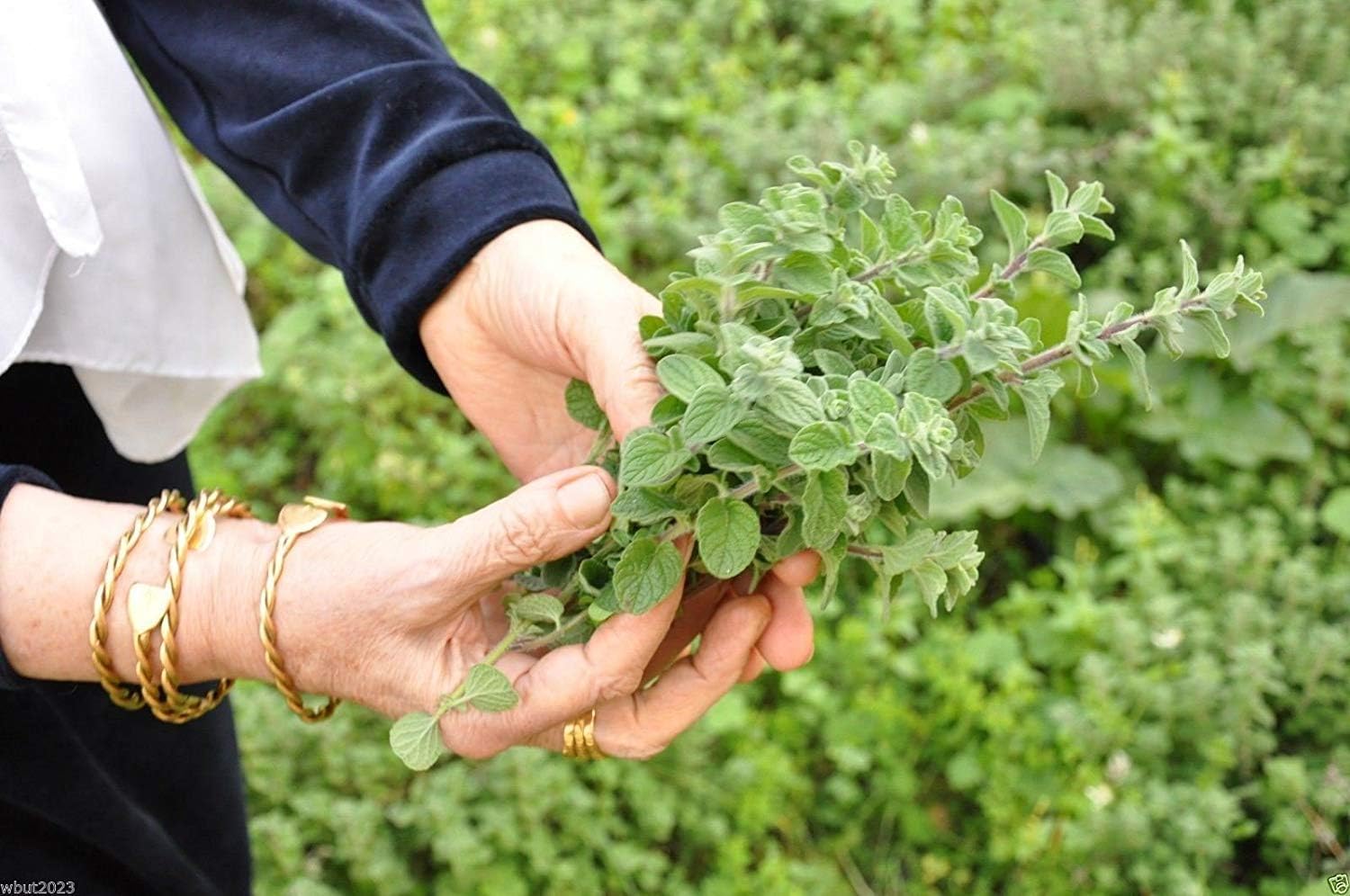 Seeds Package: Za'atar, Zaatar Plant Seeds,(100 Seed) Bible Hyssop, Oregano -Ez To Grow !